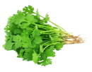 Coriander (1 stuck) - Suneetha Foods