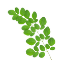 Moringa(Drumstick) Leaves 100g