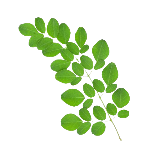 Moringa(Drumstick) Leaves 100g