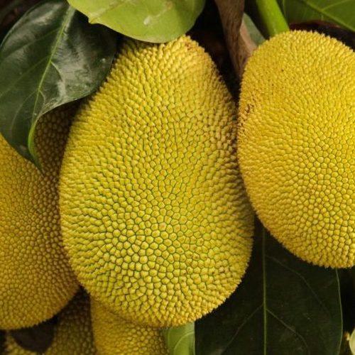 Jackfruit 1Kg